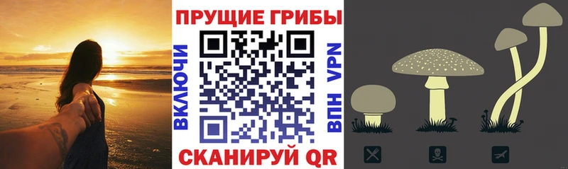 Псилоцибиновые грибы прущие грибы  Купить закладки  Волосово 